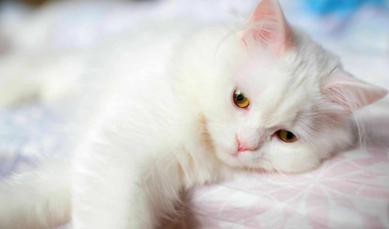 white, кот, soft