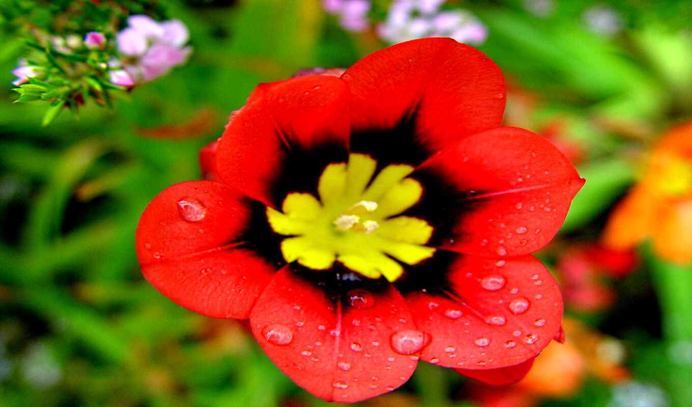 flowers, red, yellow, middle