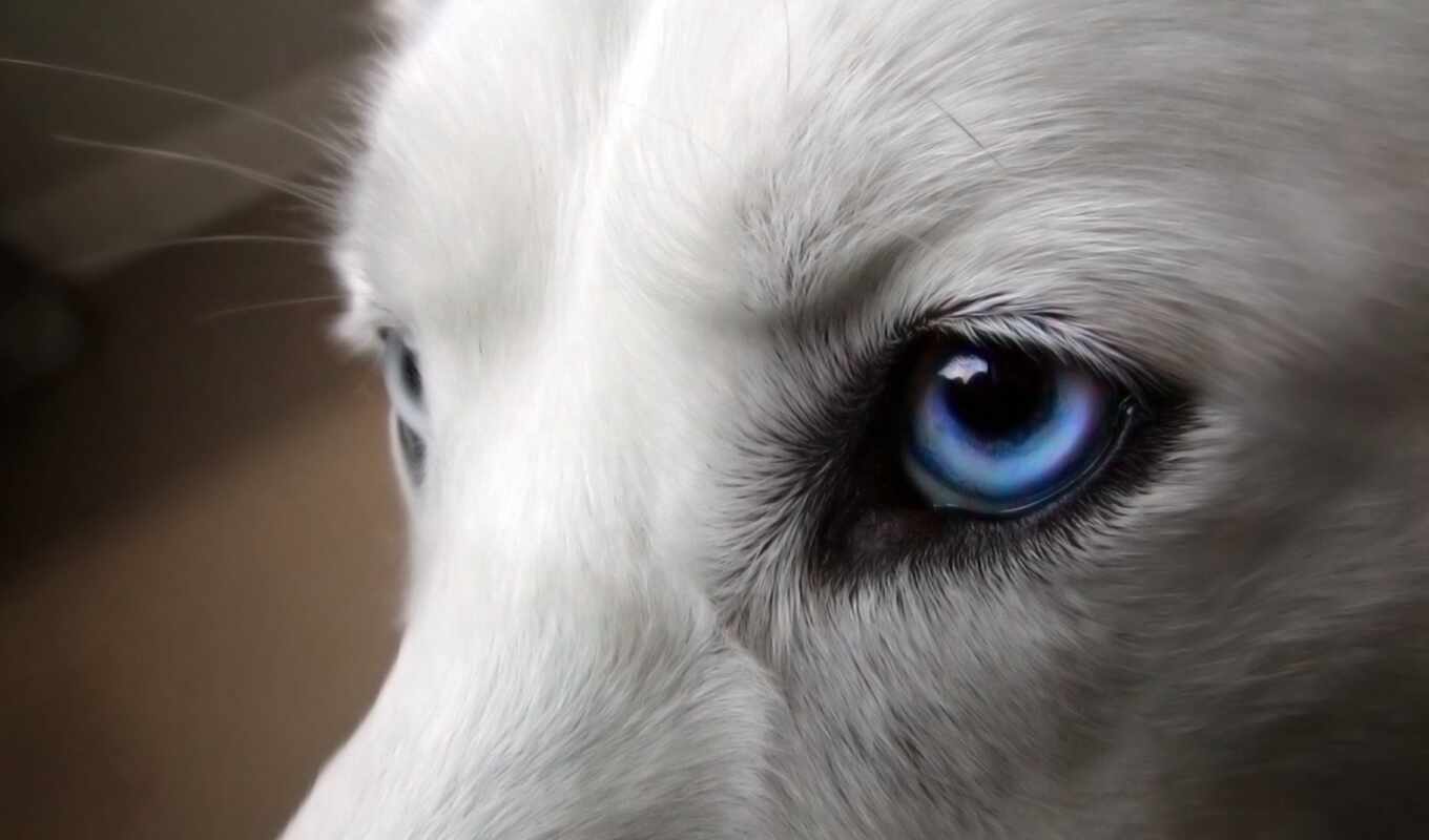 глаз, собака, perro, ojo, chien