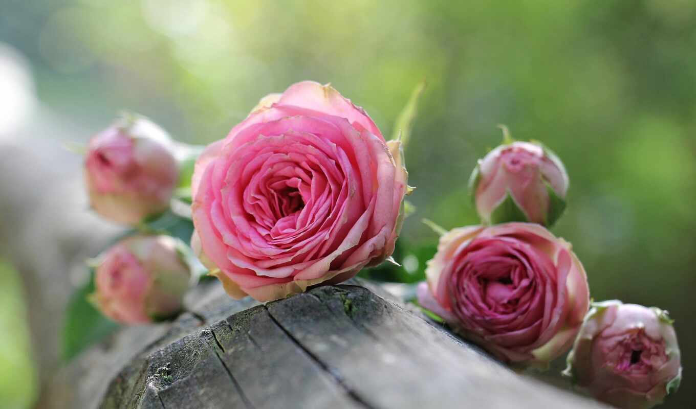 nature, flowers, rose, pink, takeoff