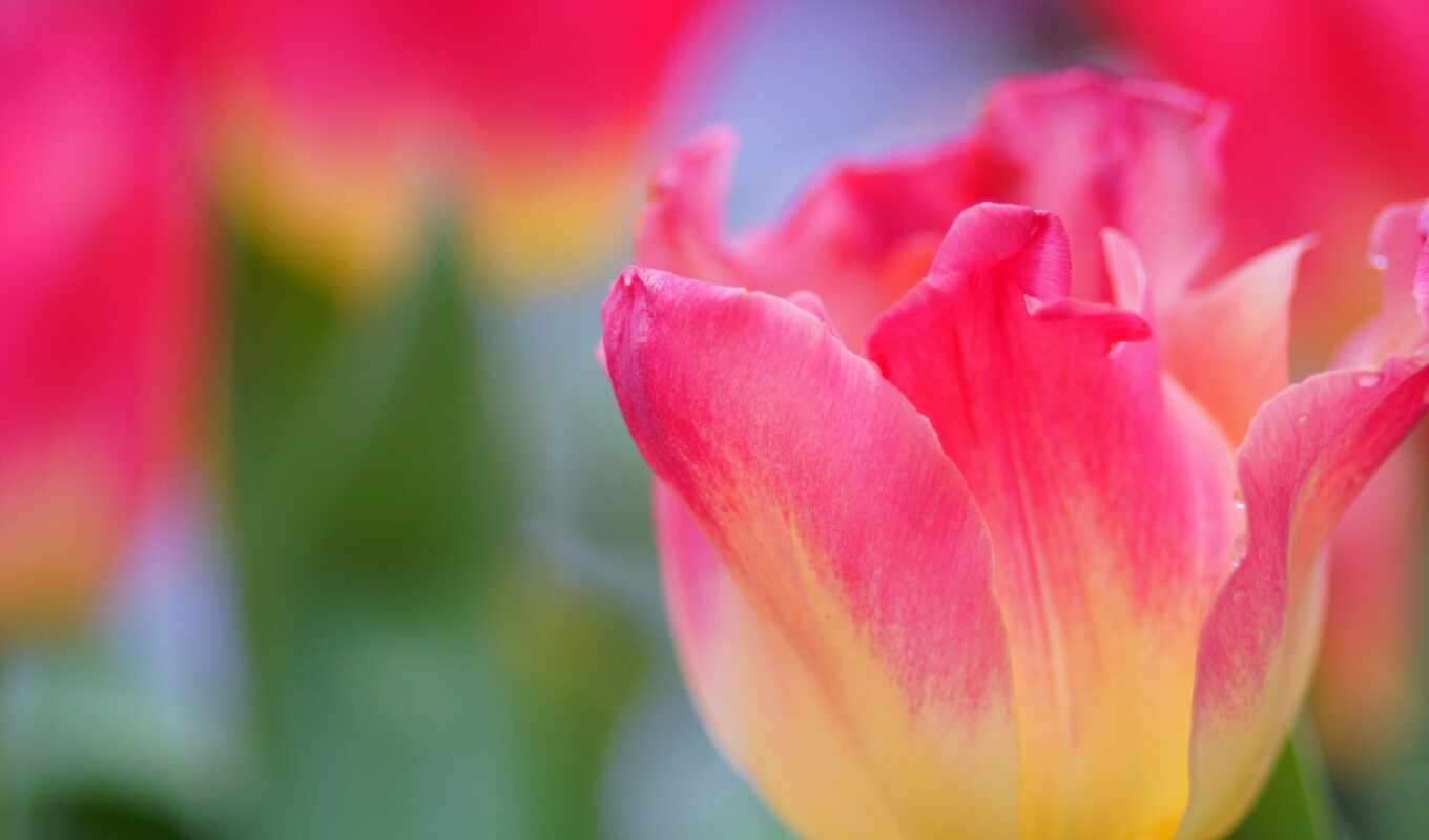 resolution, розовый, yellow, tulips, тюльпан