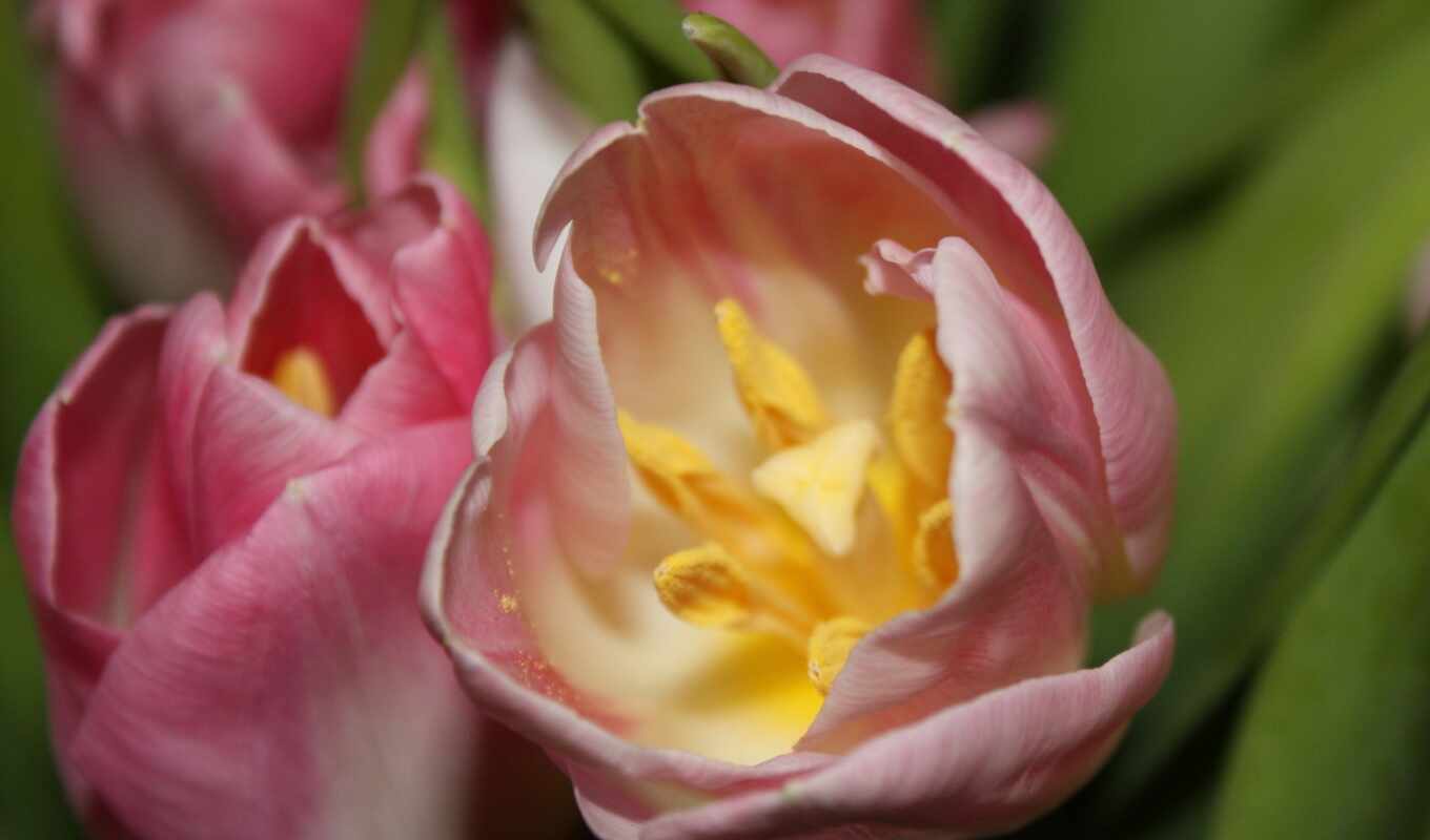 цветы, макро, весна, тюльпаны, тюльпан, тычинки
