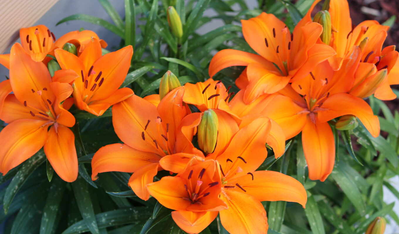 цветы, оранжевые, лилии