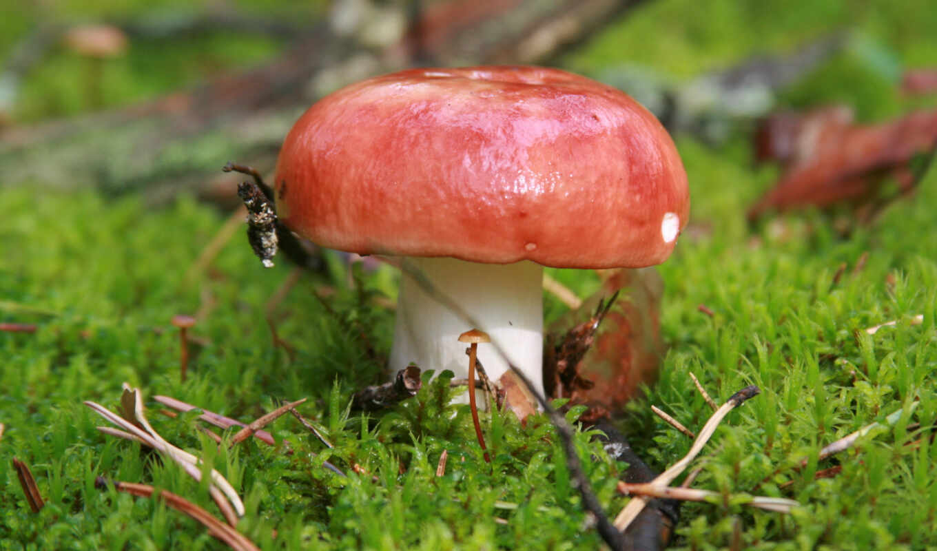 природа, макро, mushroom, грибы