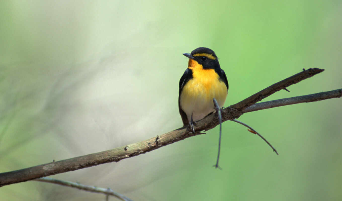 free, full, picture, little, bird, birds, branches