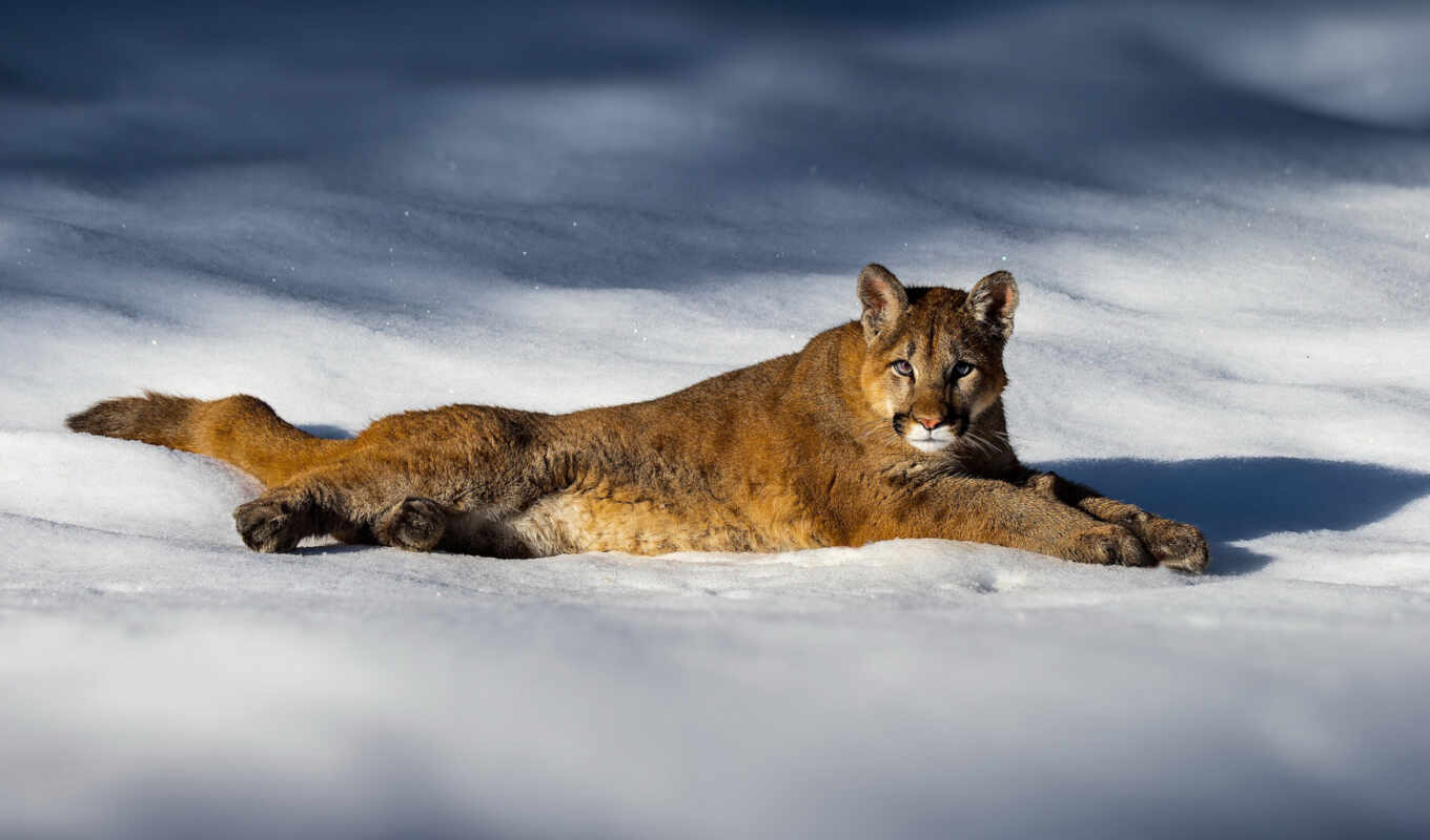 lion, snow, mountain, eyes, cat, see, predator, wild, puma, lie, cougar