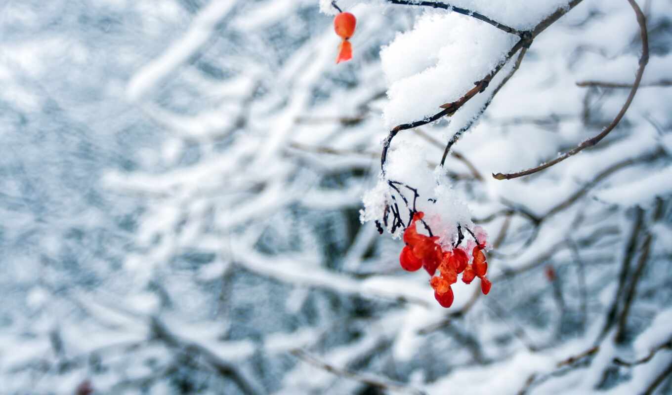 nature, flowers, red, tree, snow, cover, fetus, focus, domain, mekht