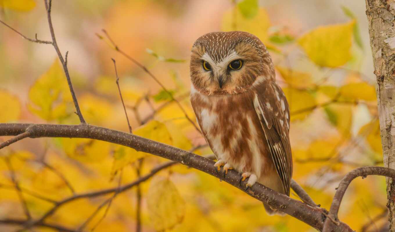 owl, autumn, branch