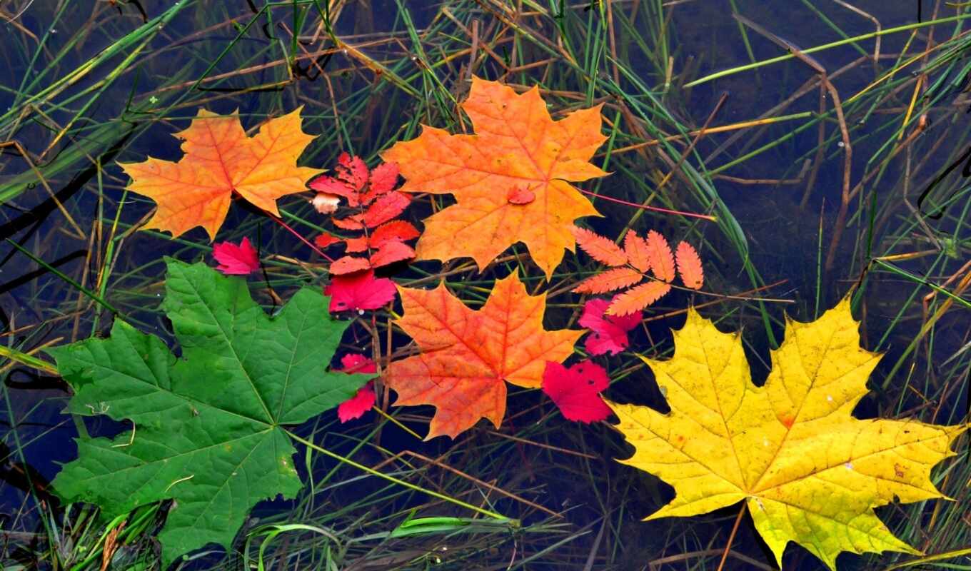 лист, water, осень, maple, color, leaf