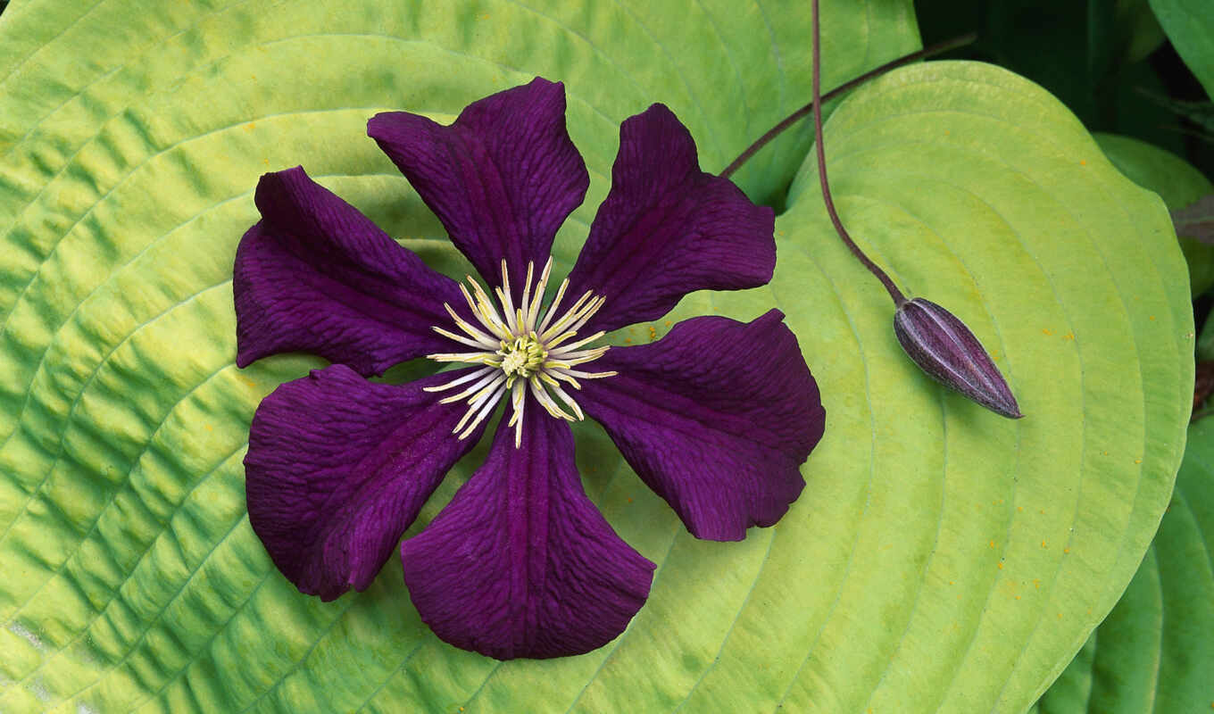 flowers, purple