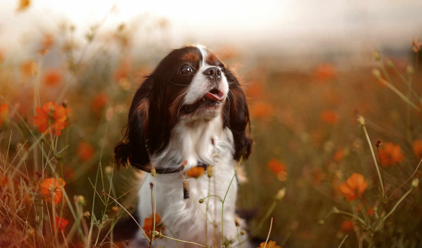 field, dog