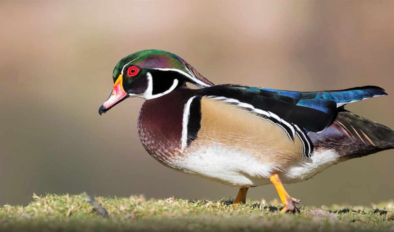 duck, bird, animal, wood