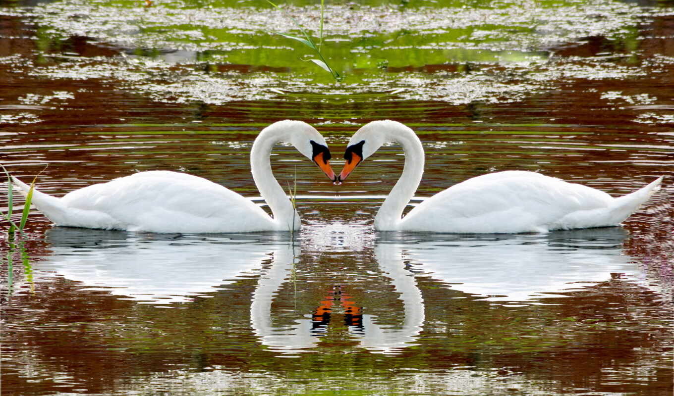 white, water, couple, section, swans