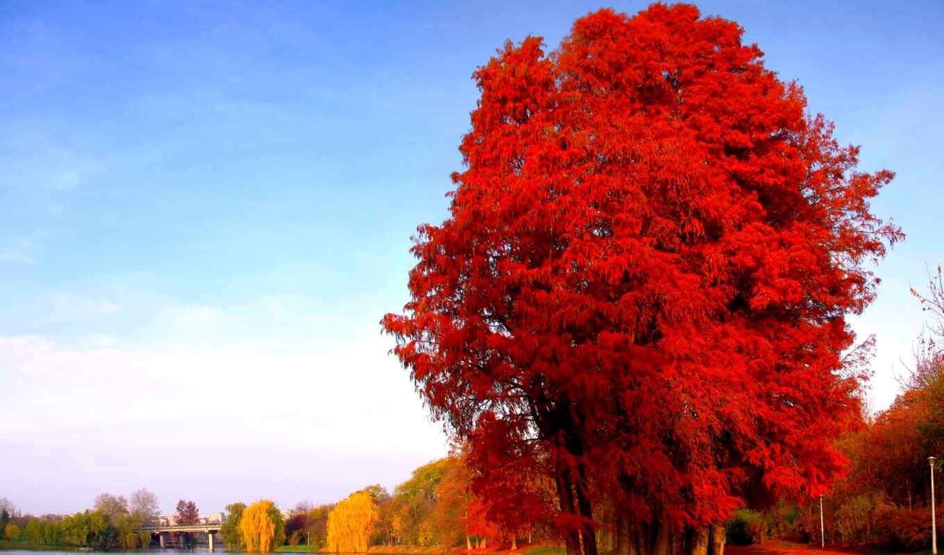 природа, full, widescreen, pictures, дерево, осень, vermelho
