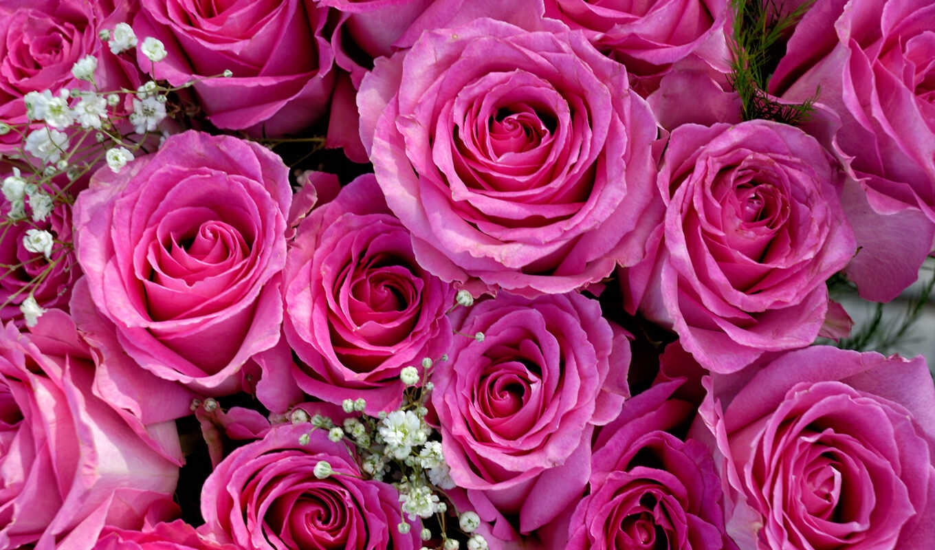 flowers, pink, roses, bouquet, cones, gynecology