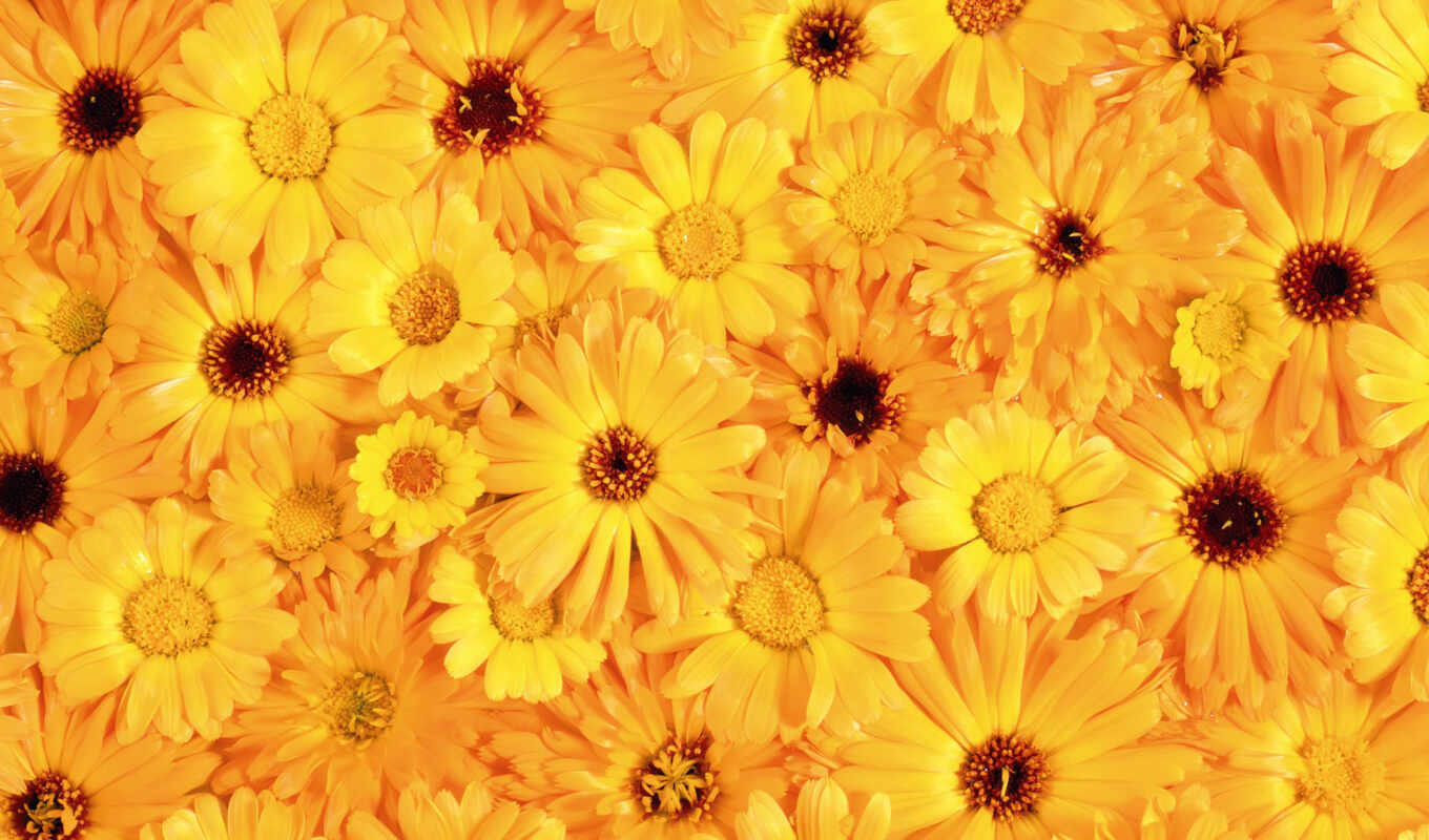 flowers, texture, beautiful, yellow, gerbera