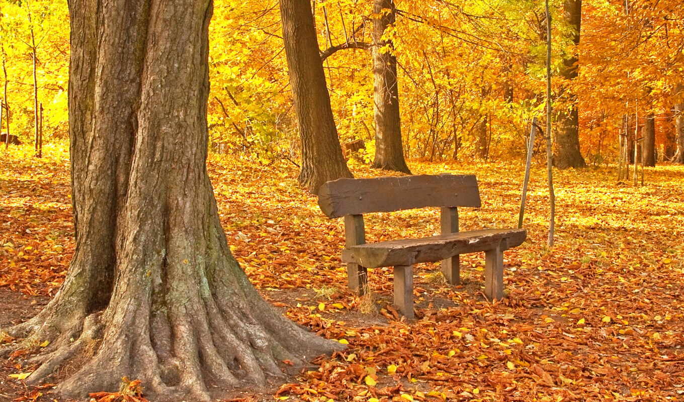 природа, лист, дерево, осень, пасть, maple, park, leaf, скамейка