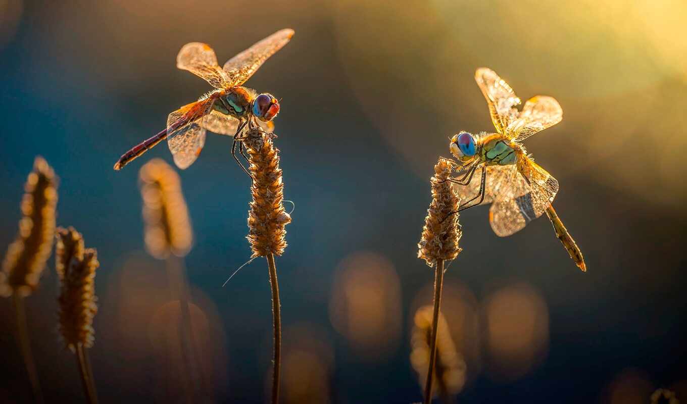 sun, dragonfly
