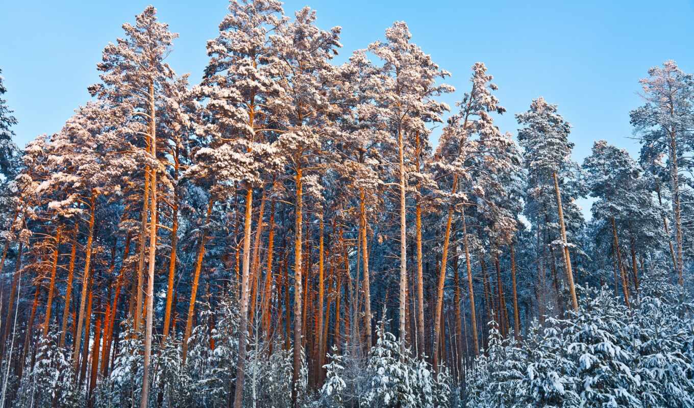 снег, winter, лес, осень, pine