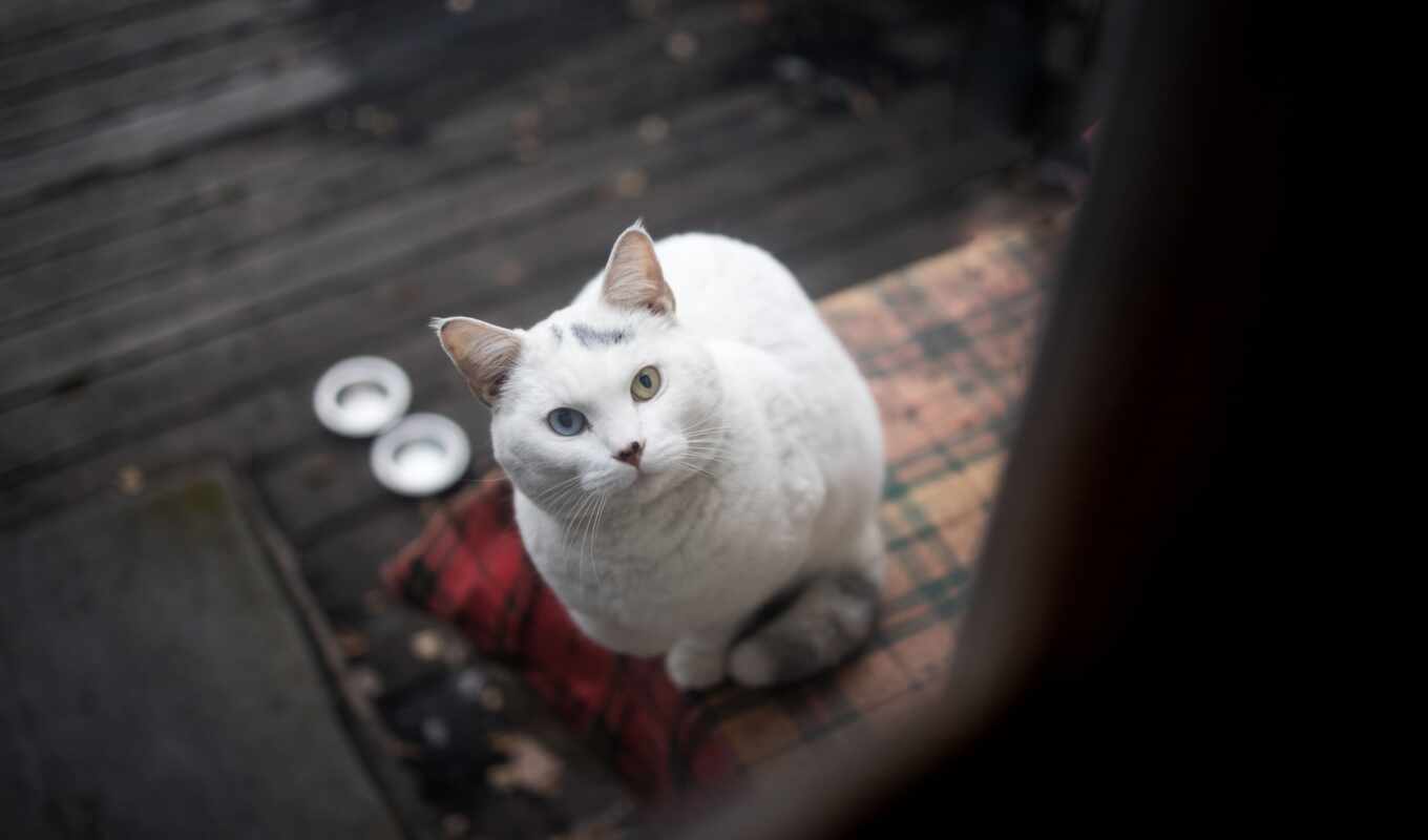 photo, white, background, kitty