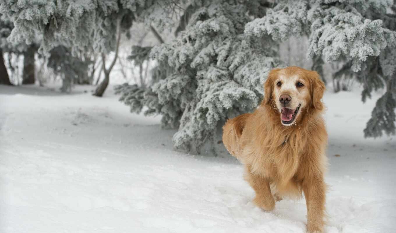 winter, the blog, dog, psa