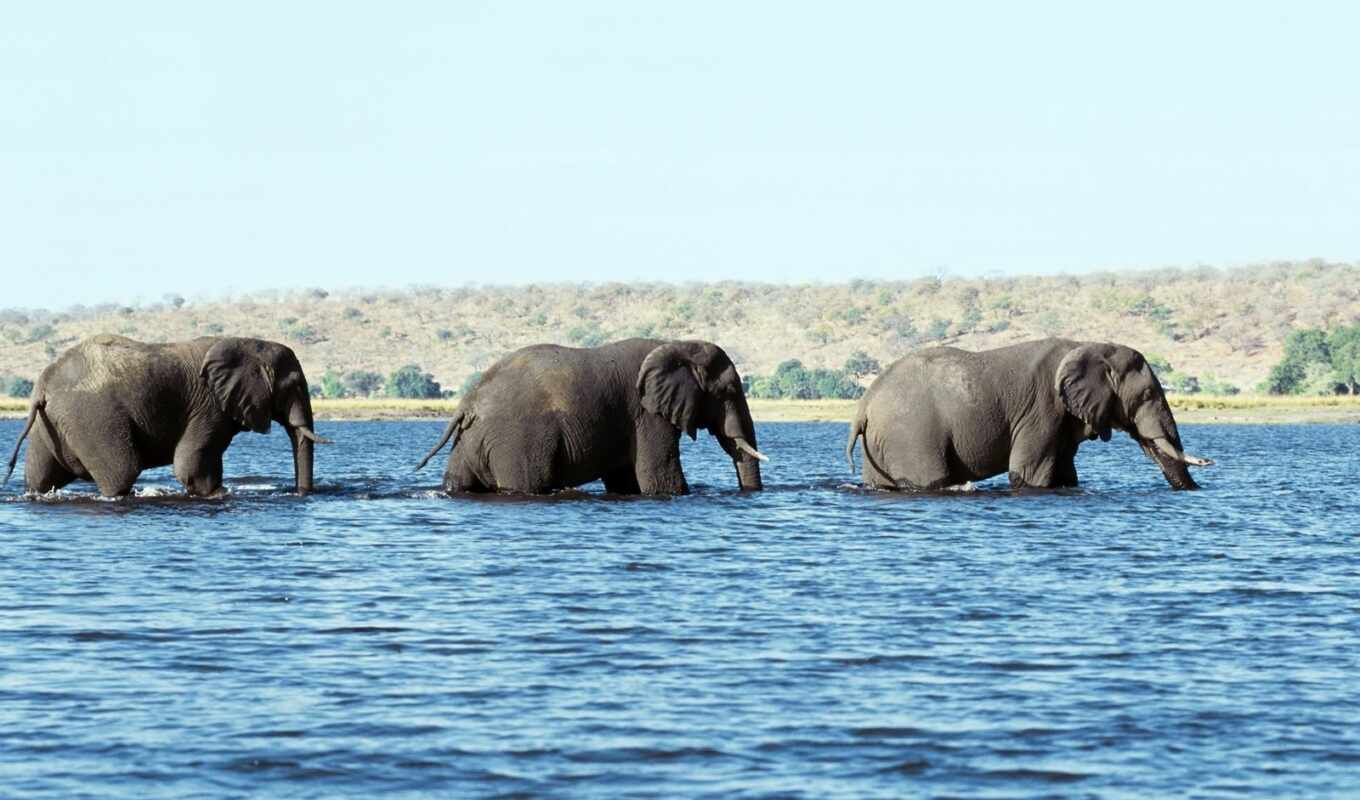 животные, слоны, слон, воде