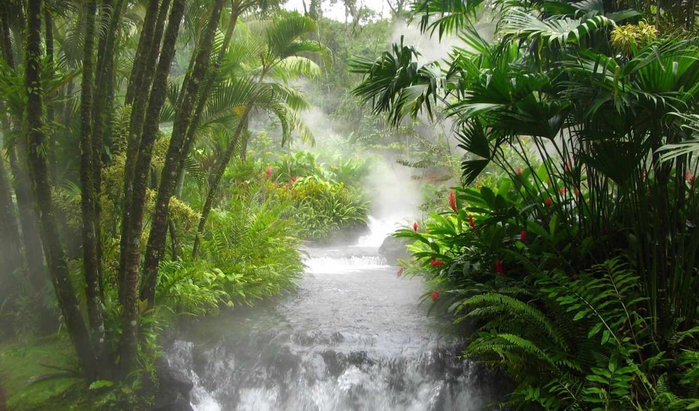 jungle, взгляд, азиатские, водопад, бамбук, зелёный, 