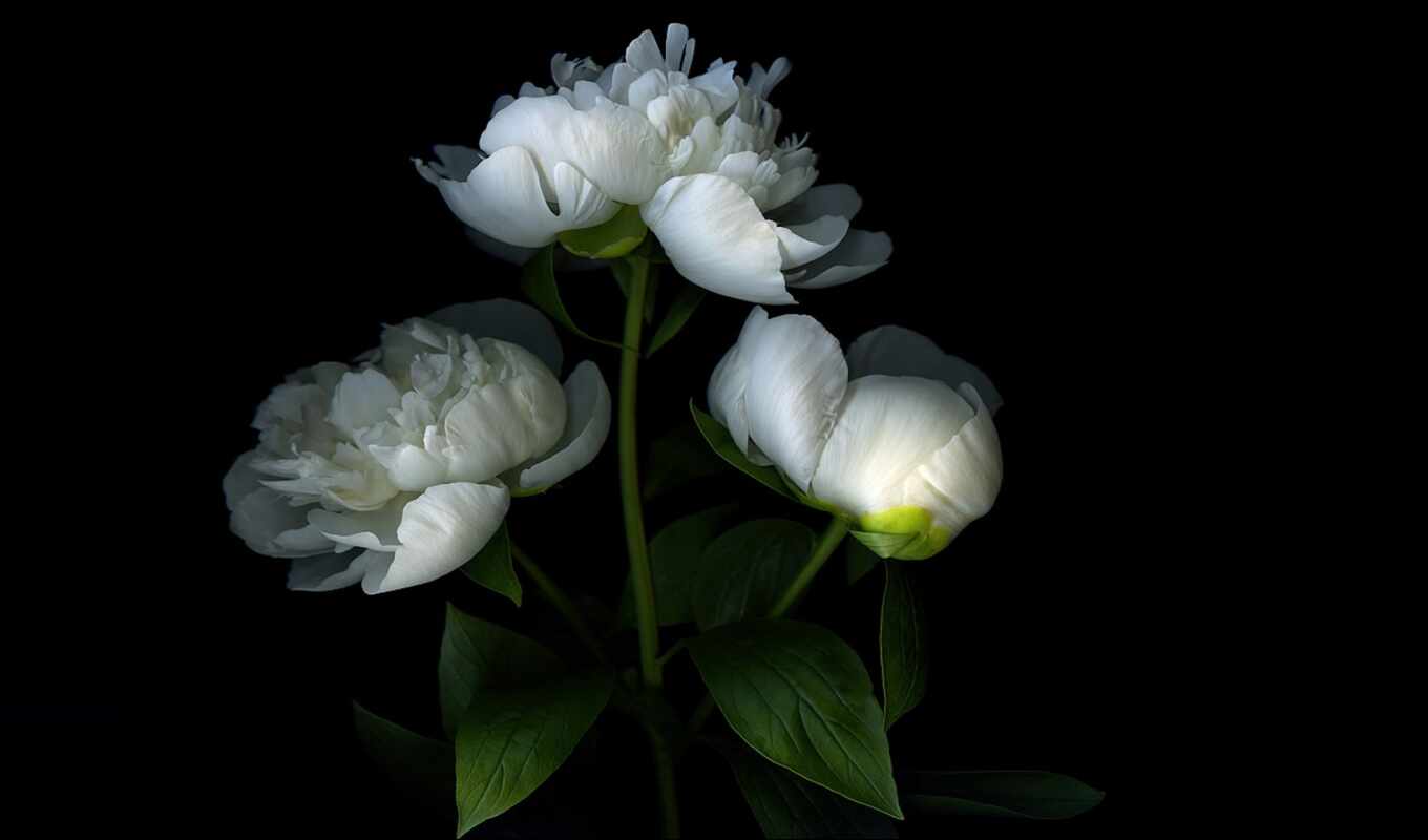 flowers, white, picture, light, pink, shadow, bud, peonies, petals, pion, we need to