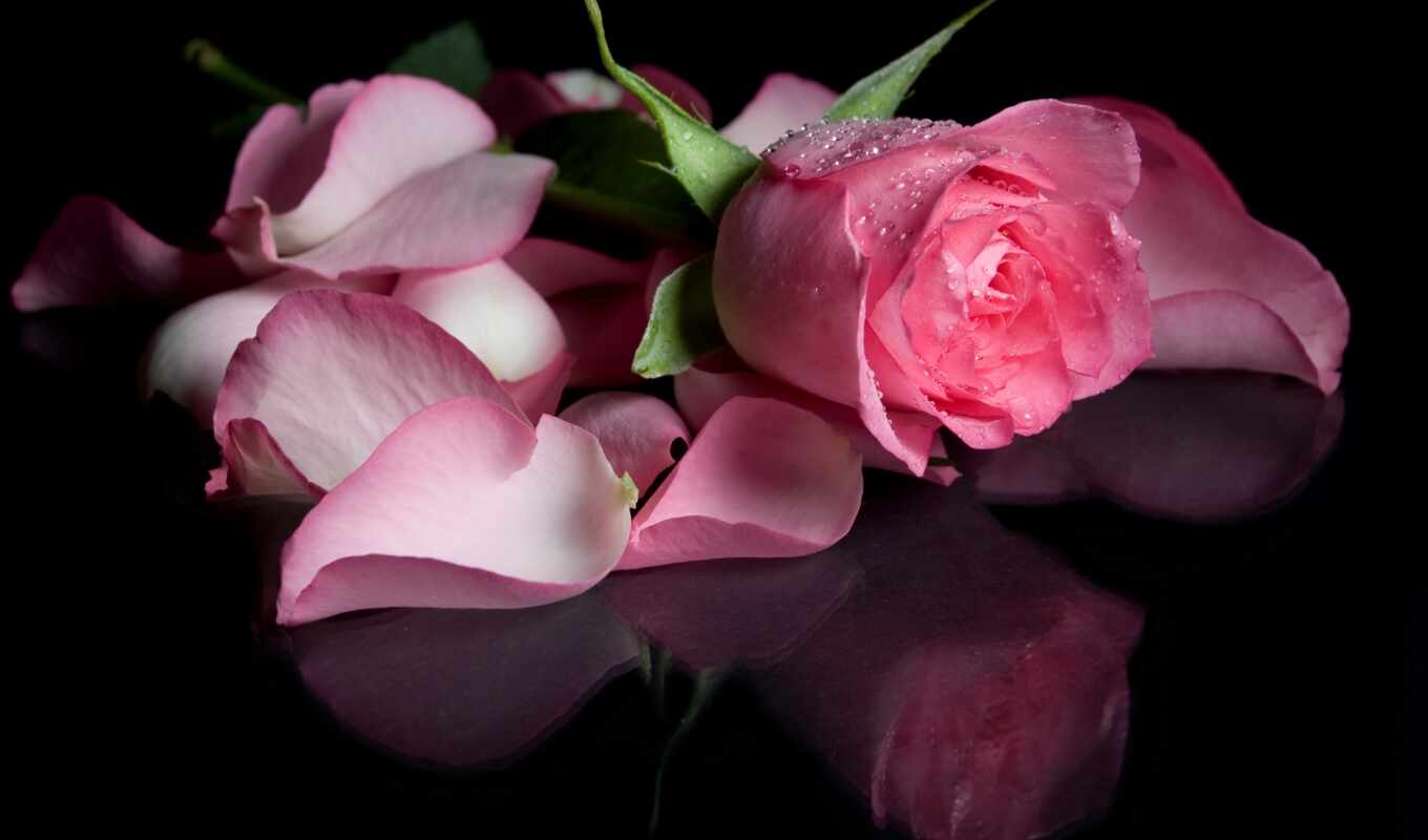 цветы, роза, flowers, розовый, petals