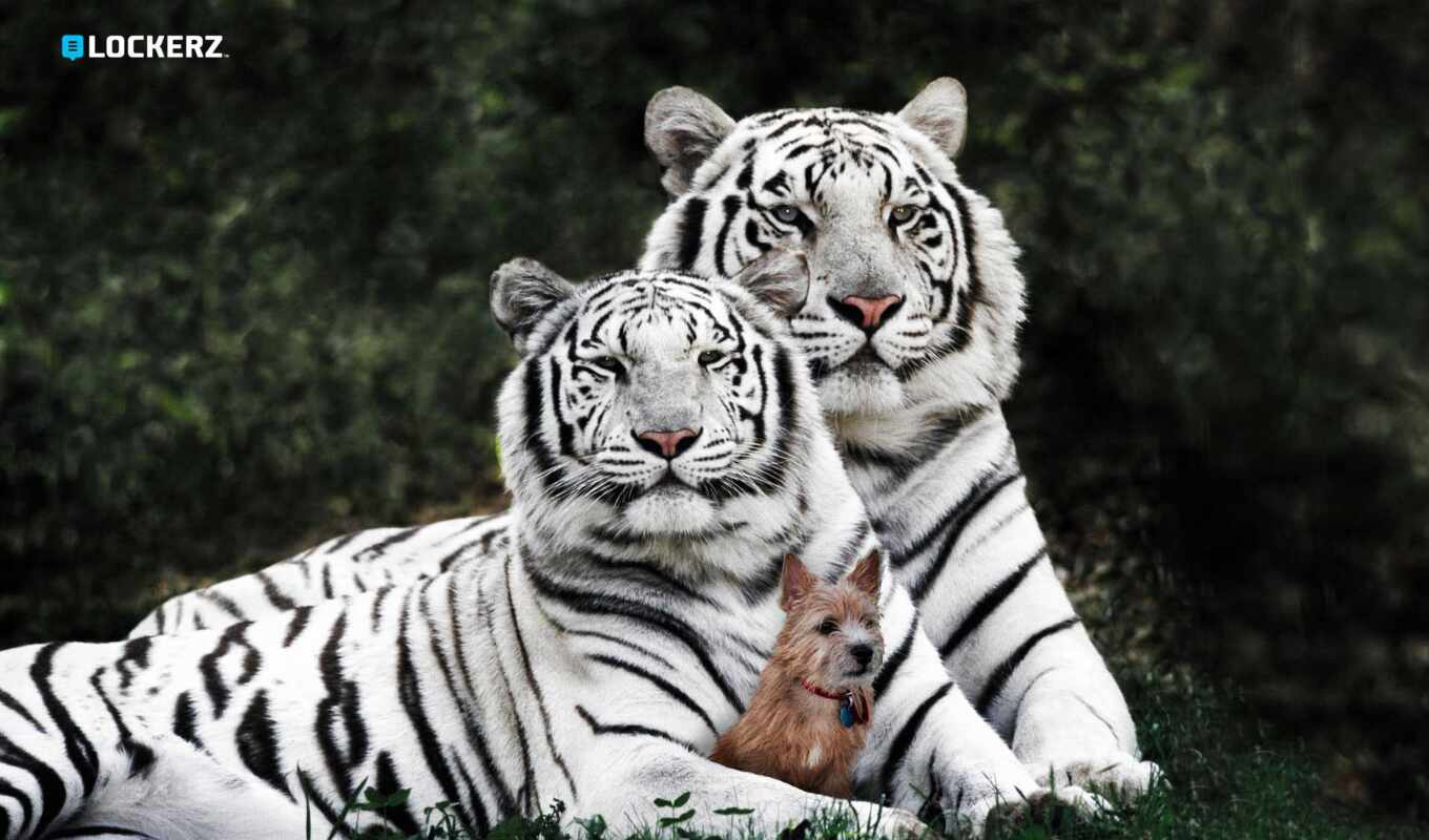 white, белая, тигр, baby, белым, тигрица, окрасом