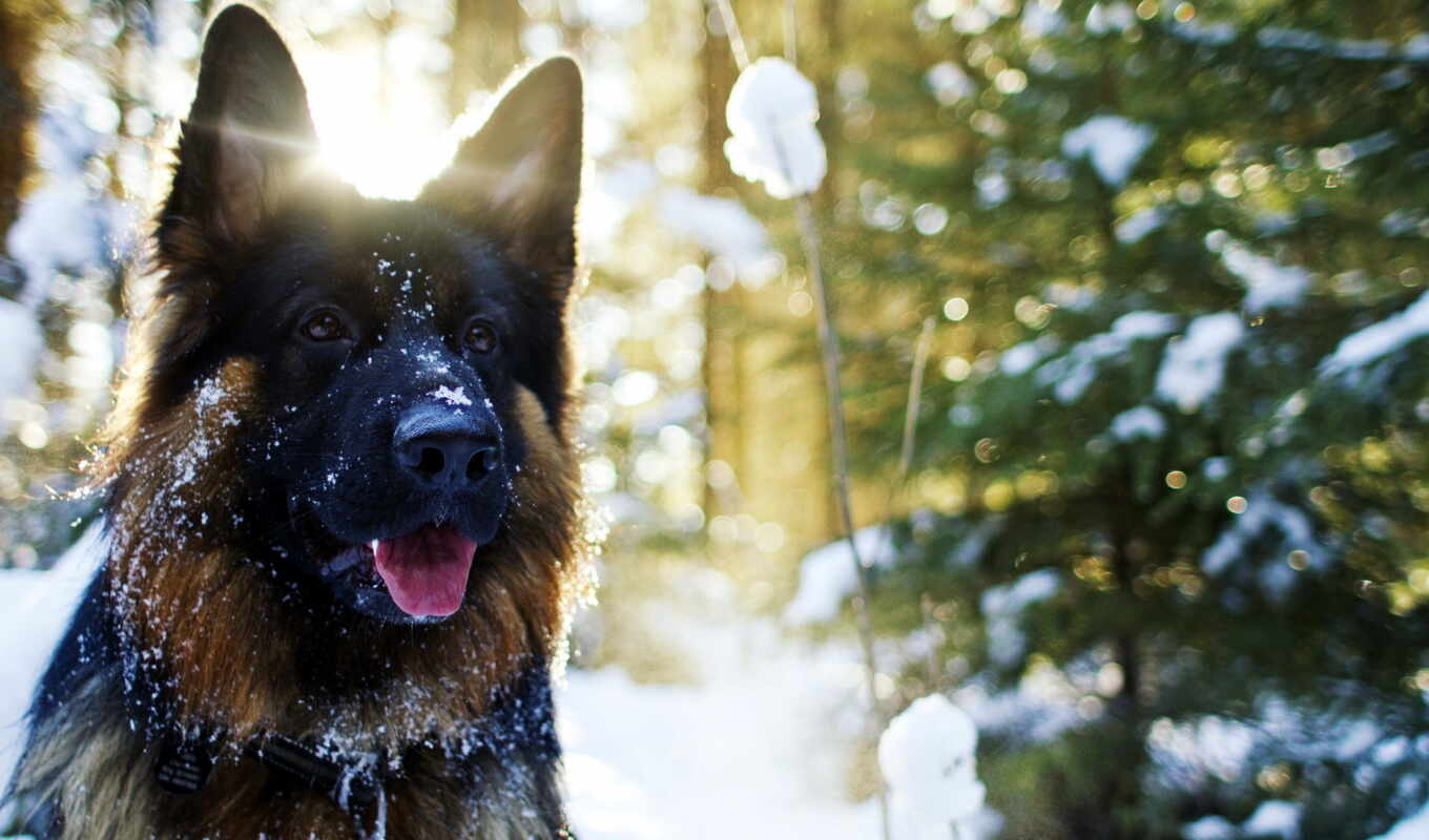 picture, sits, dogs, forest, awesome, snow, german, zoo club, eli