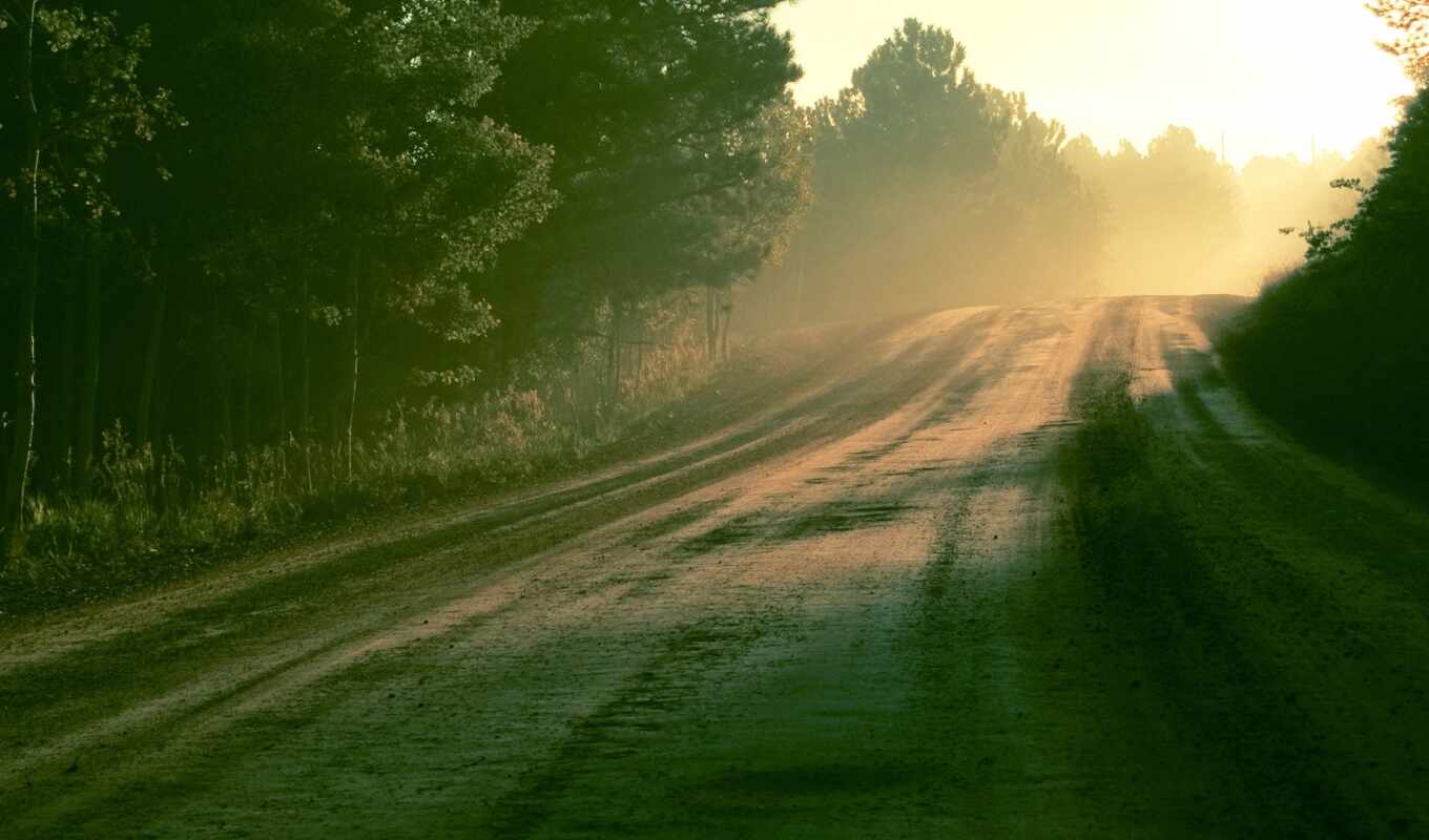 nature, light, forest, road, autumn, dew, morning