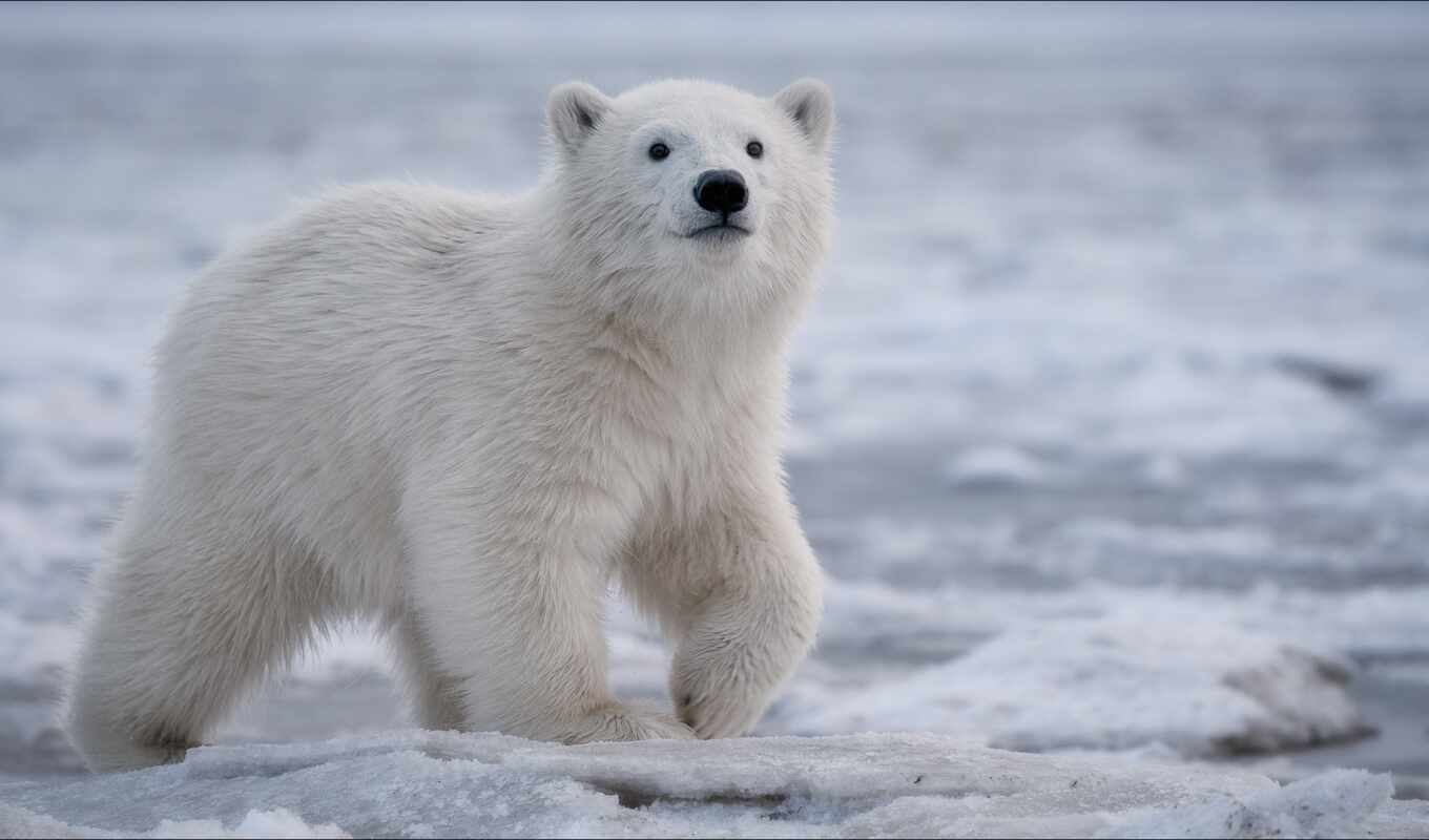white, new, снег, winter, медведь, animal, polar, northern