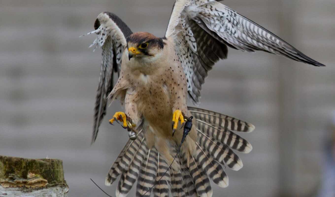 wing, sparrowhawk