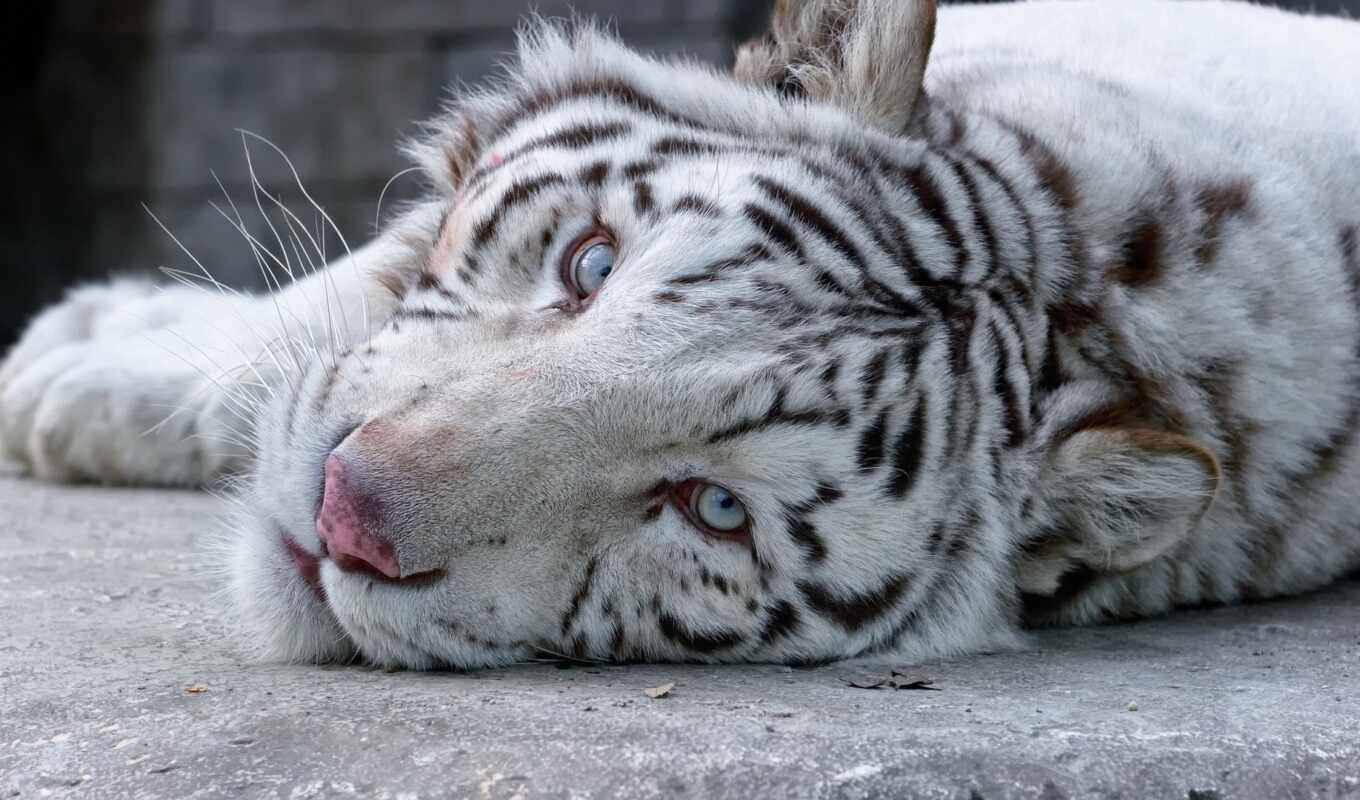 white, tiger