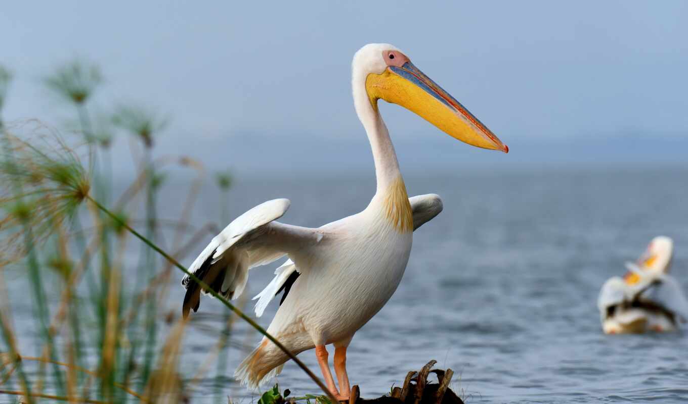 bird, pelican