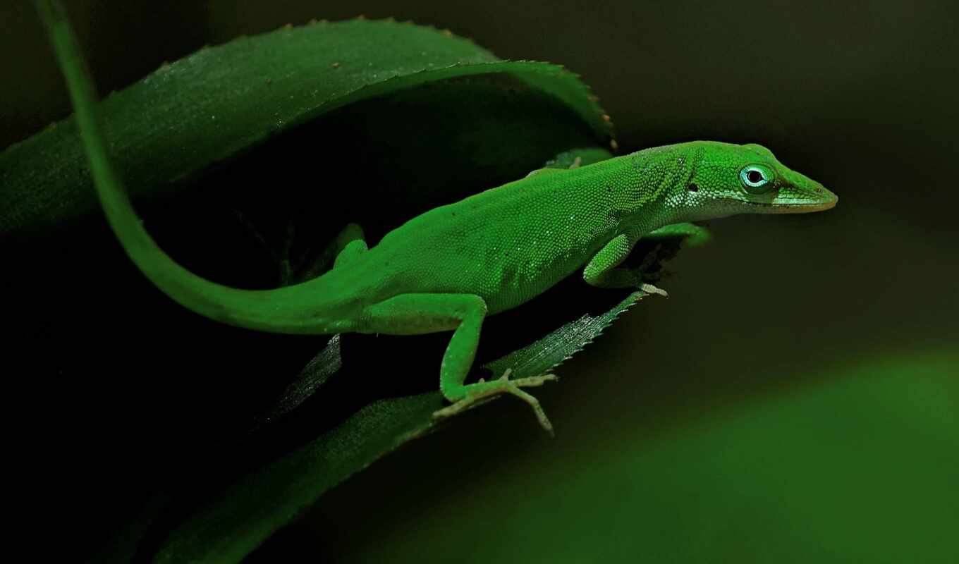 green, anole