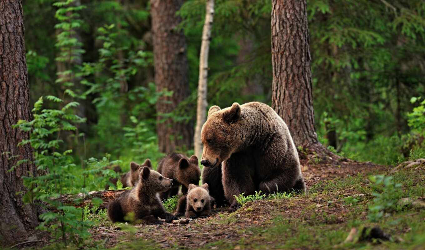 лес, taiga, медведь, animal, заседание, funart