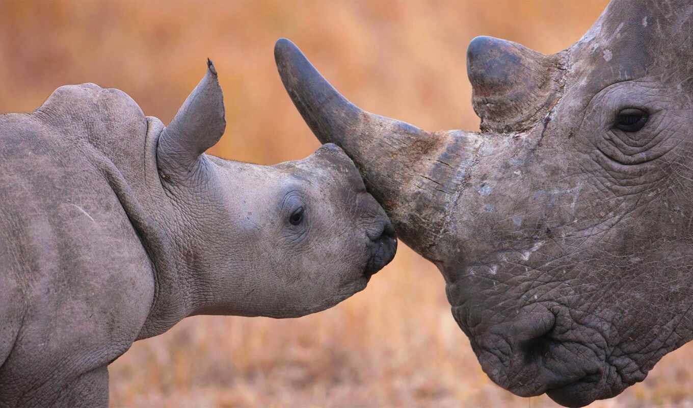 cute, rhinoceros, rhino