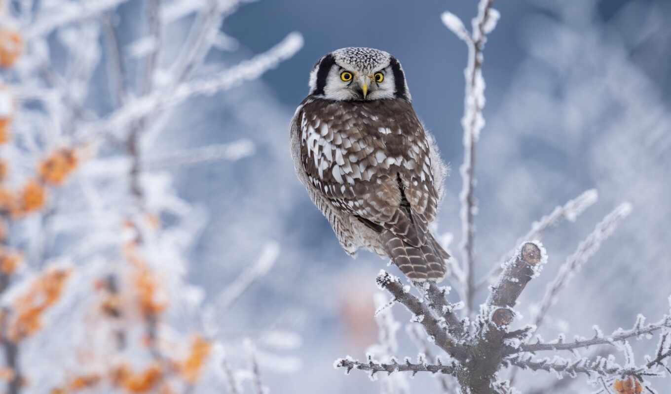 eye, tree, winter, owl, cute, bird, branch, hawk, ulula, surnia