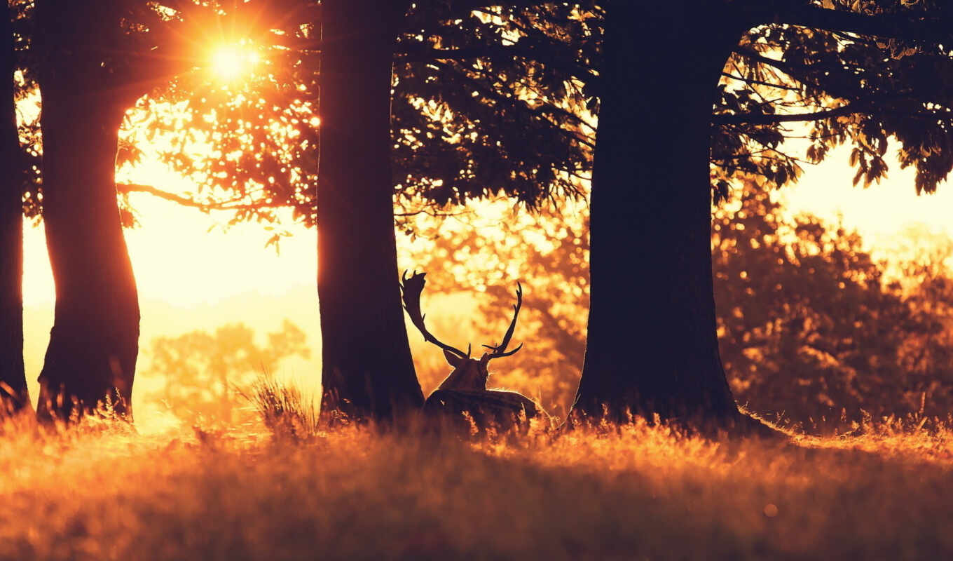 nature, sky, photo, resolution, sunset, forest, trees, doe