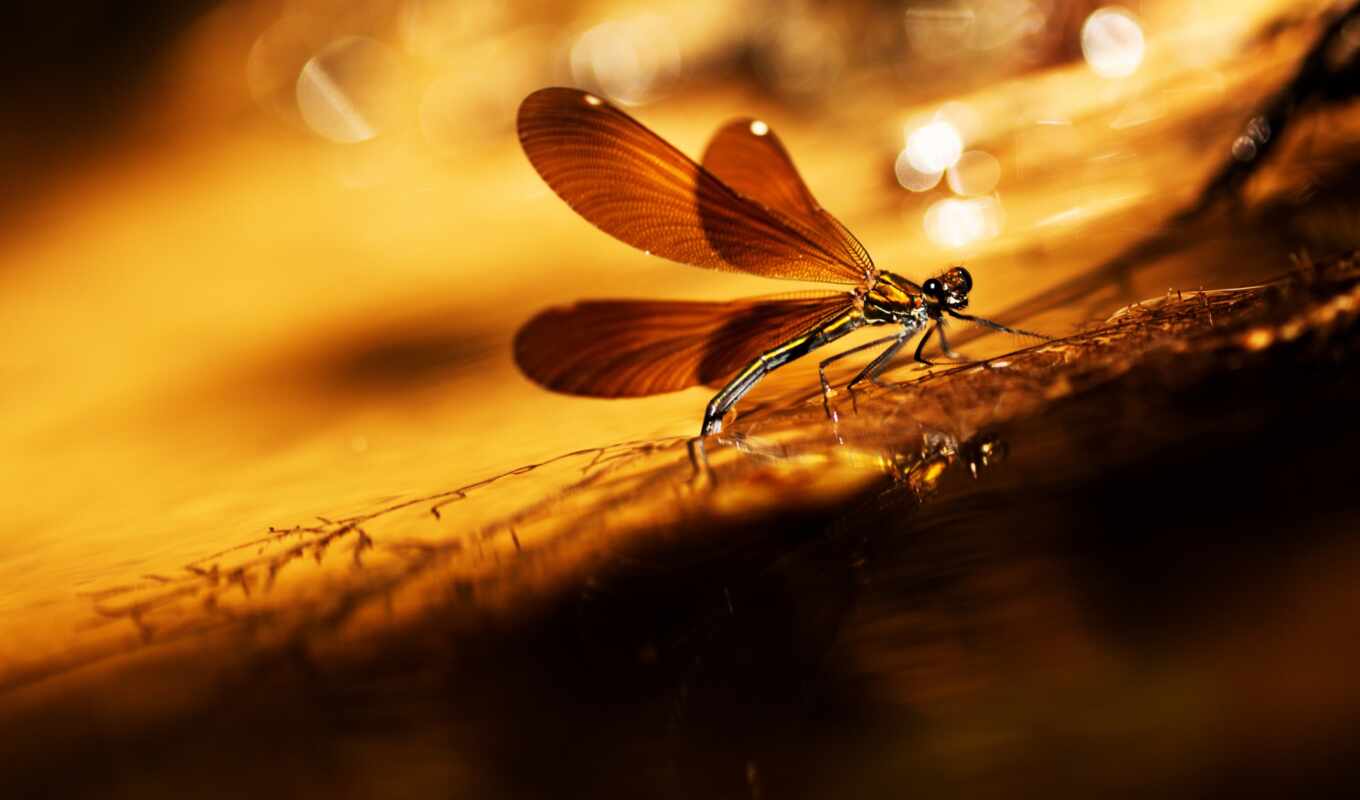 background, for, screen, Desk, the, fund, dragonflies, dragonfly