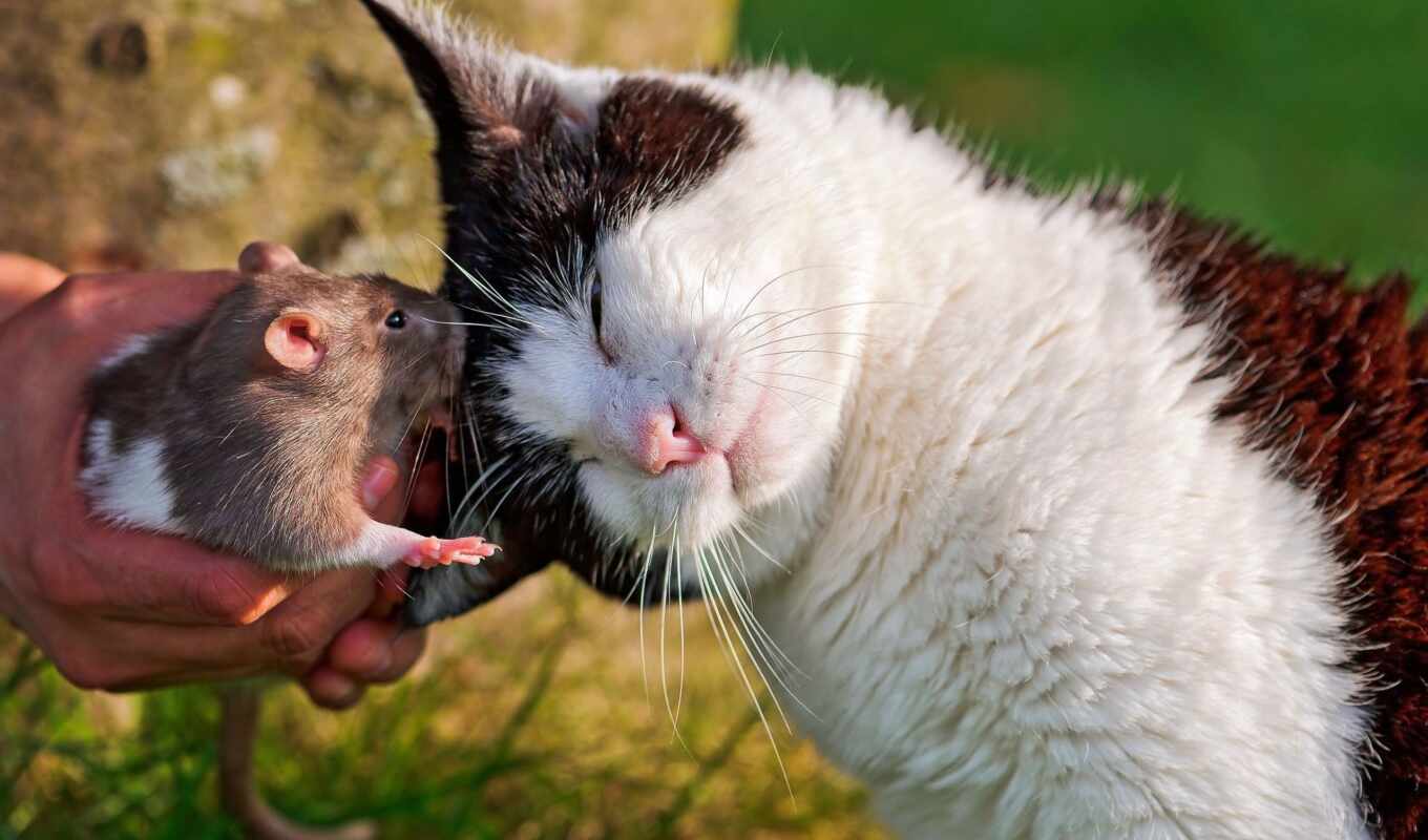 дружба, уже, кошки, мыши, мышки, крысы