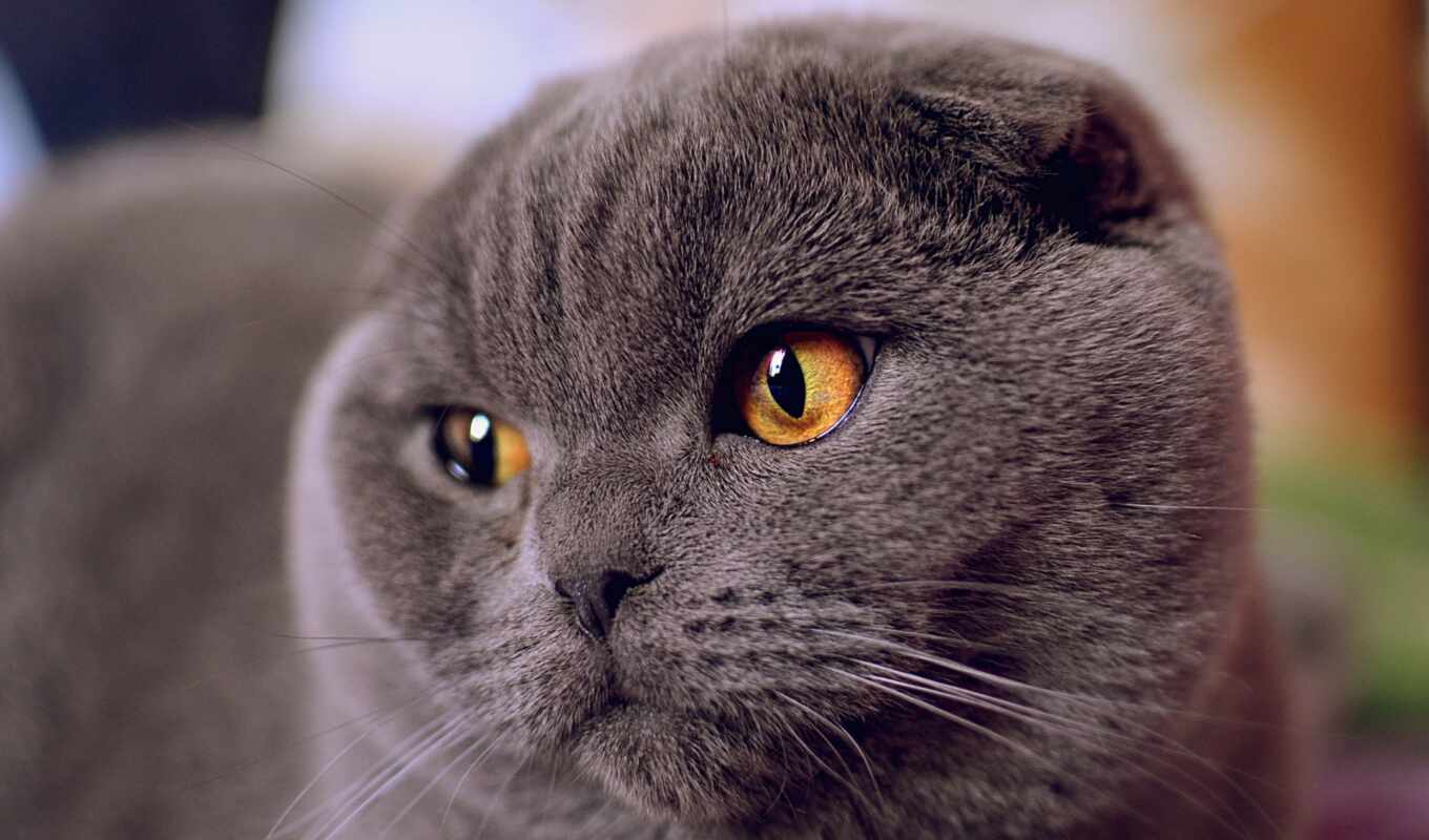 picture, eye, cat, british, see, scottish, shorthair, lop - eared