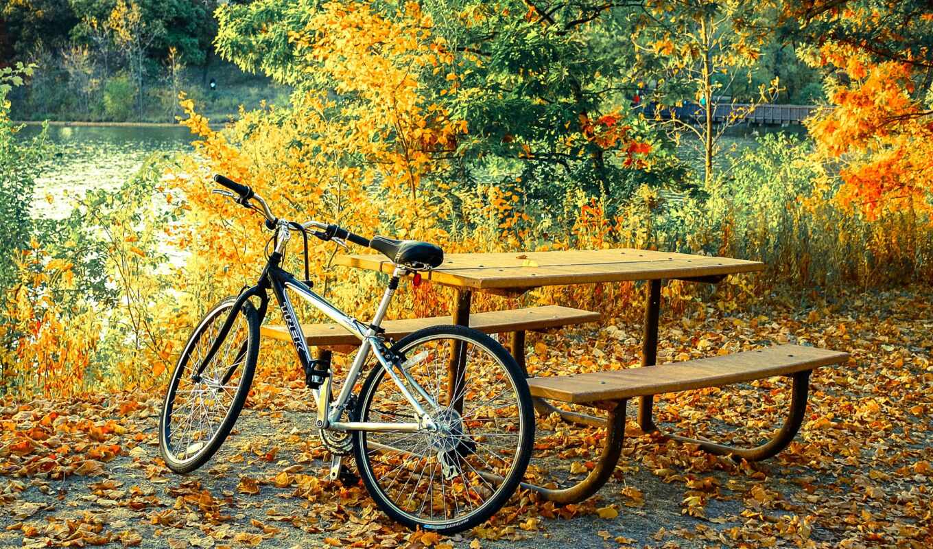 природа, лист, дерево, ну, осень, уют, branch, park, велосипед, потратить