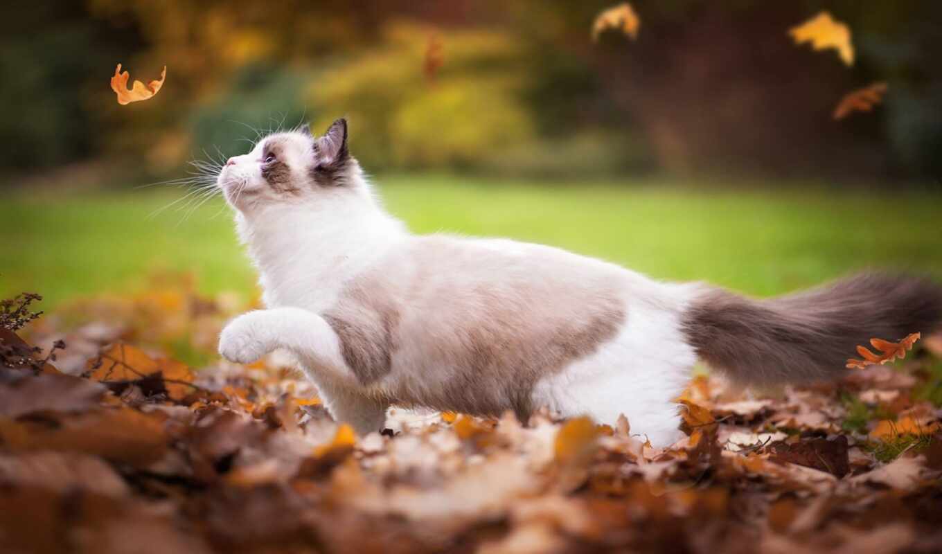 природа, хороший, лист, кот, осень, коты, красивый, shirokoformatnyi