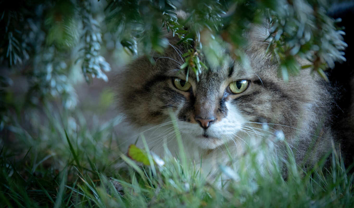 tree, green, cat, animals, leaf, cane, norwegian, fore