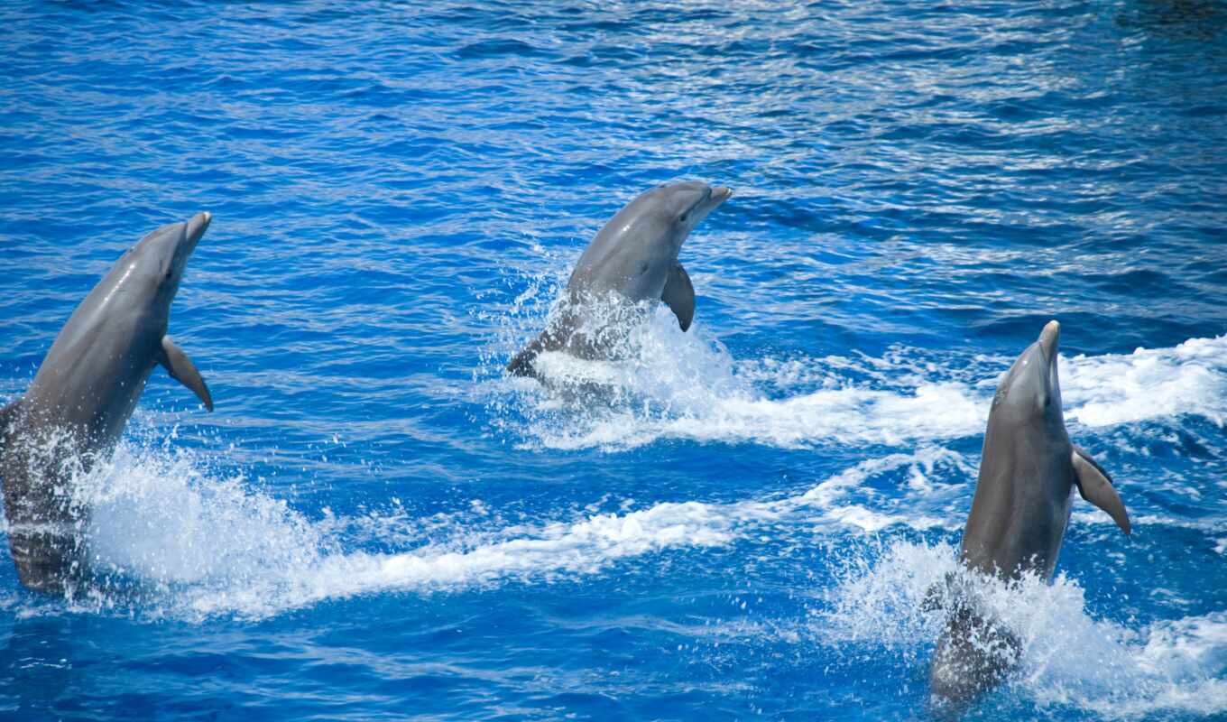 дельфина, брызги, animal, water