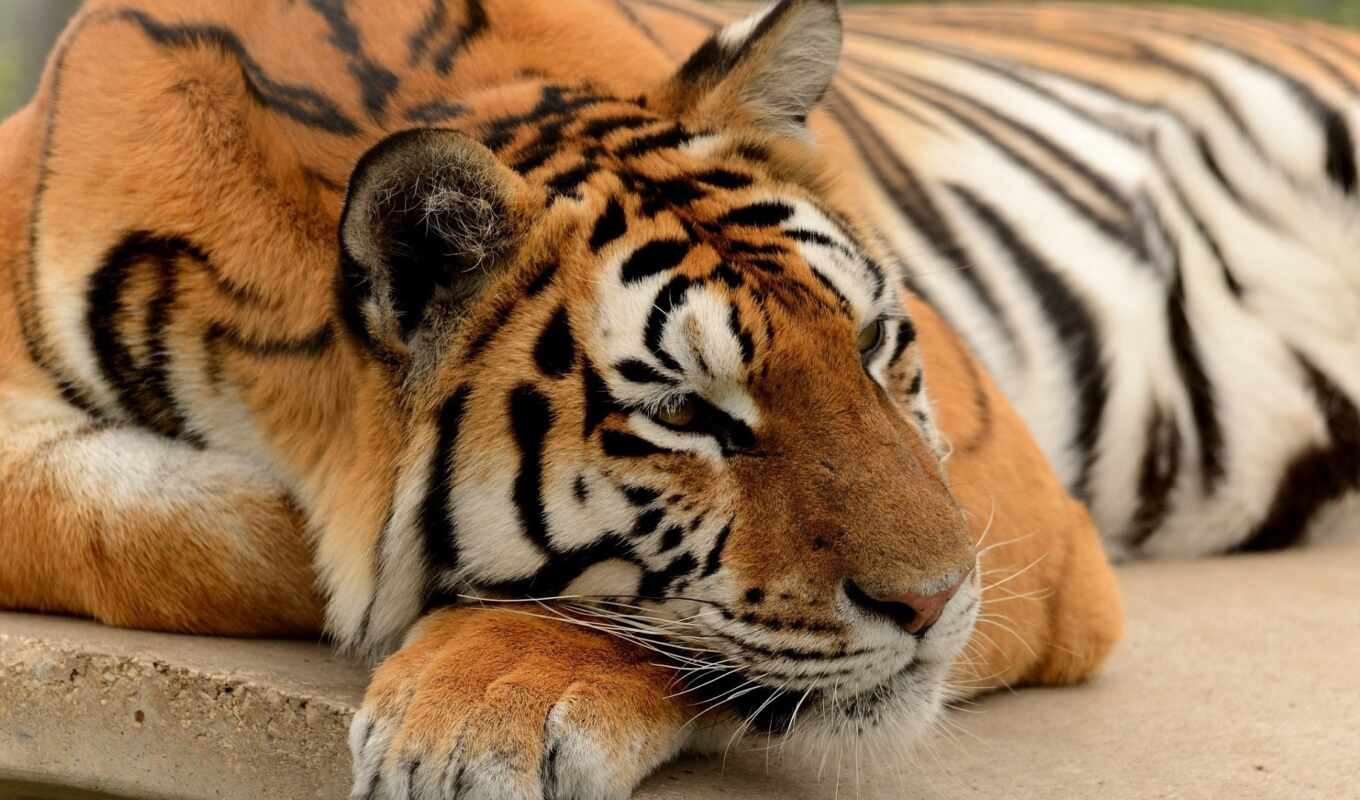tiger, animal, paw