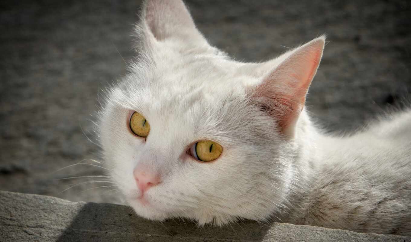 photo, white, eye, cat, animal, picture, yellow, white, cat, angora